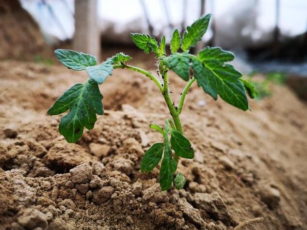 小西红柿整枝打杈,西红柿种植技术和打药方法