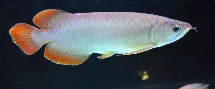 养鱼新手怎么判断鱼的病,新手龙鱼品相挑选