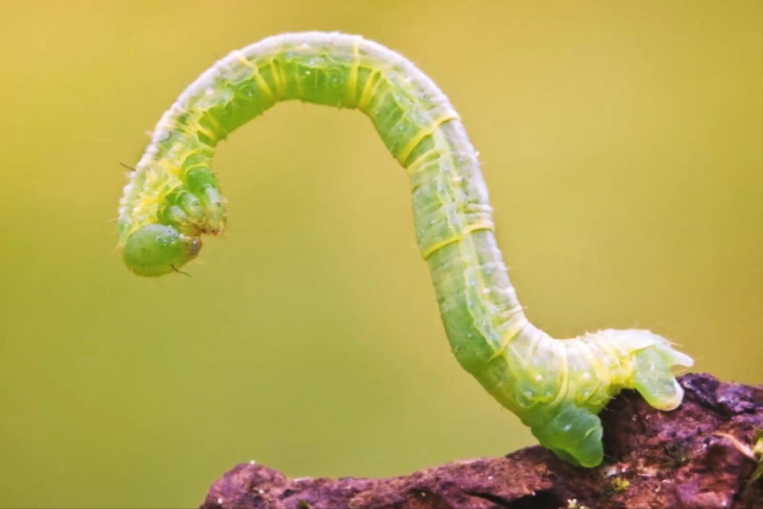 尺蠖虫子,尺蠖幼虫除虫剂可以消灭吗