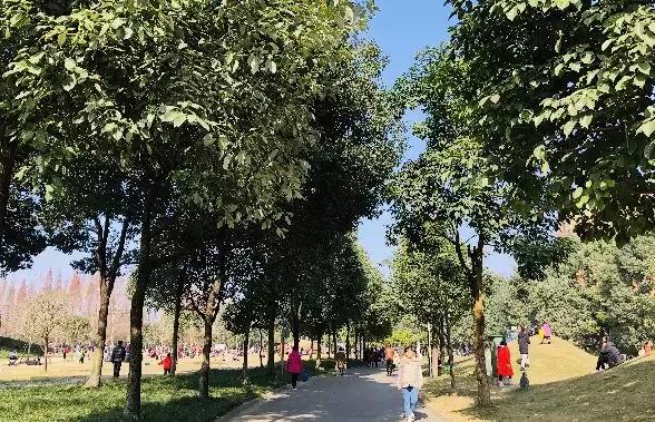 双流夜景必打卡之地,成都双流免费打卡景点