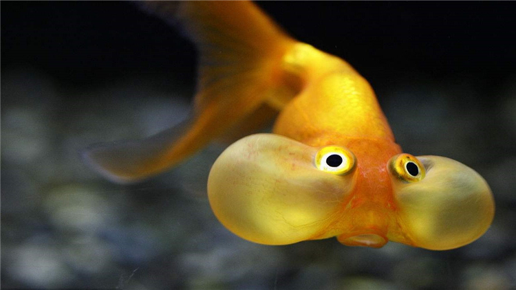 为什么家里养的金鱼总缺氧,新入鱼缸如何判断金鱼缺氧了