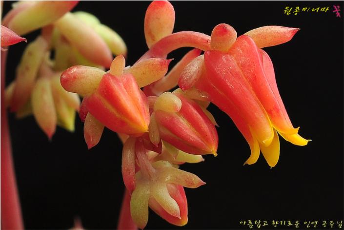 多肉公主艺术造型,韩国画多肉的女孩