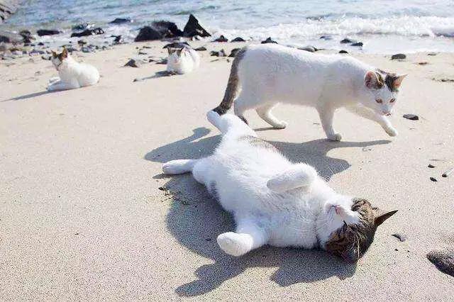 “猫咪胡子掉，好事要发生？”不要太盲目，也可能是疾病导致