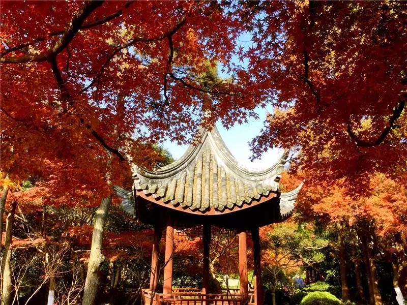 上海宋城免费景点,上海一日游攻略必去景点免费