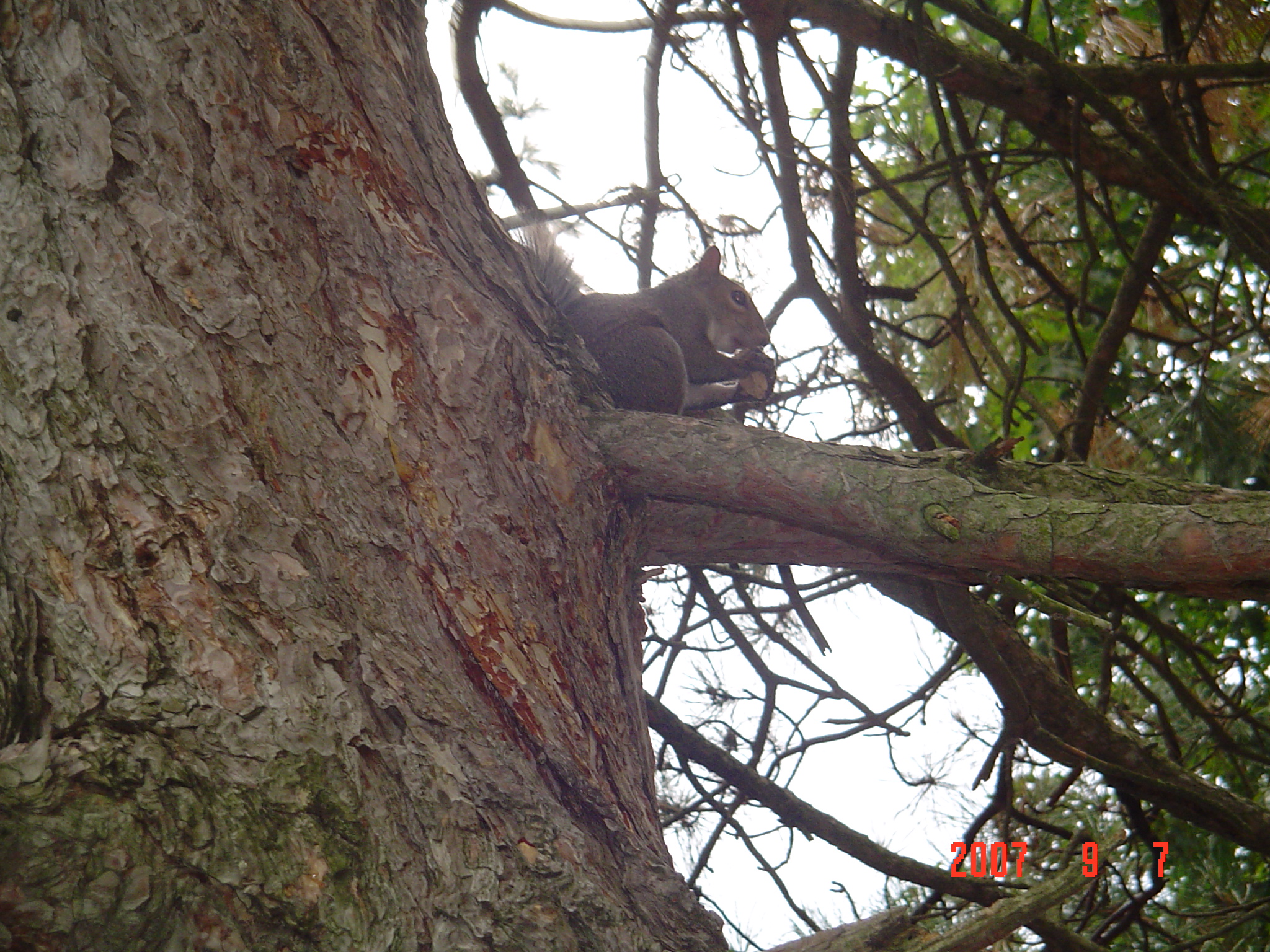 我的“大尾巴”,你在异国他乡还好吗?