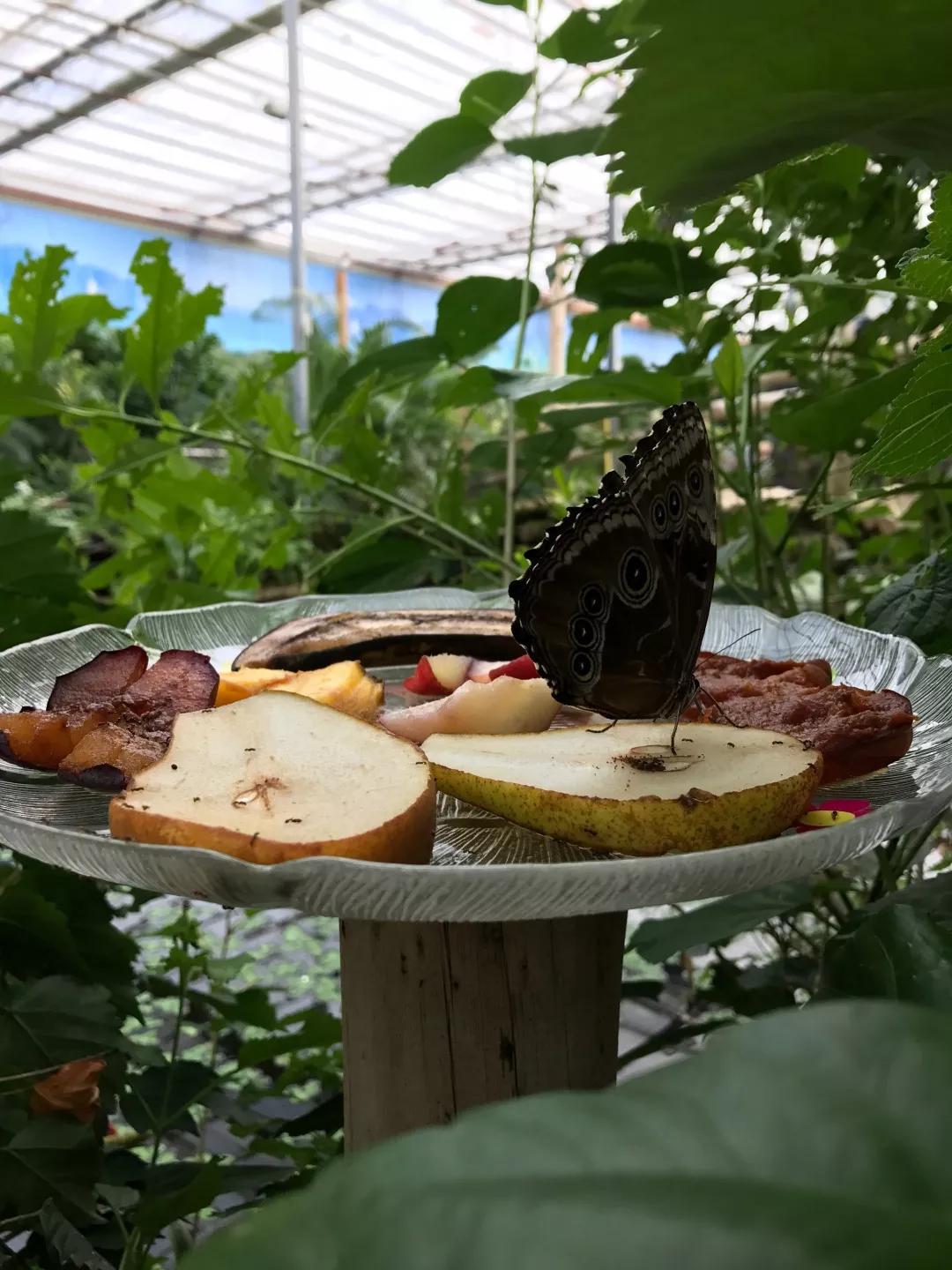 建一座完全不打药的生态花园,所有生命在这里和谐共处,值得收藏