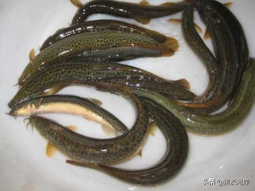 免费泥鳅养殖技术学习,室内泥鳅无土养殖技术