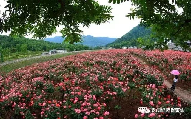 “色香味形”面面俱到!这样的南江你见过吗?