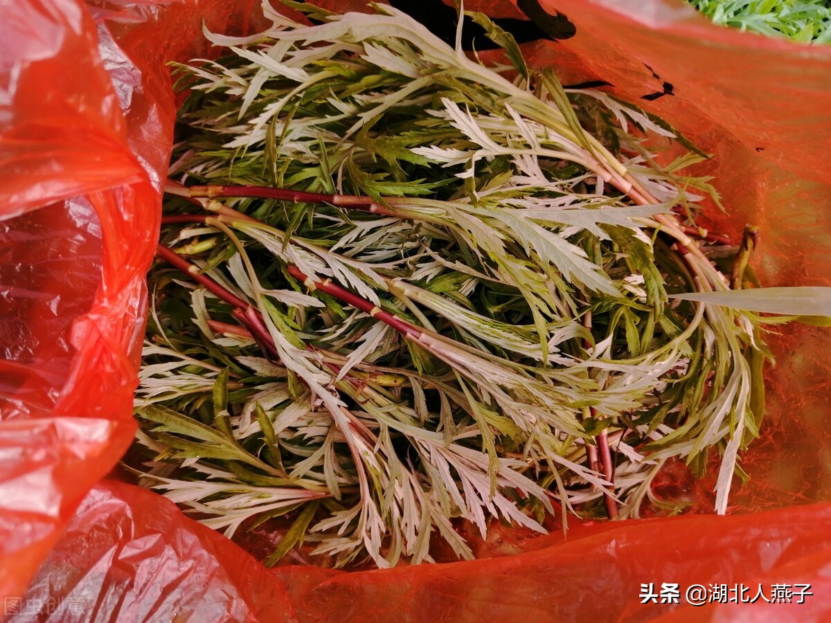 各种可以吃的野菜图片大全及名称 (100种野菜图片大全和名称和吃法)