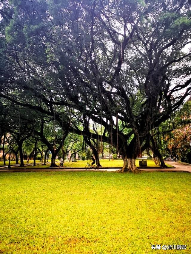 中国最美丽的校园照片,中国最美丽的校园中山大学南校区