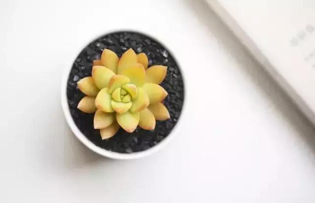 容易爆盆又好养的多肉你值得拥有,容易养好养活而且便宜的多肉