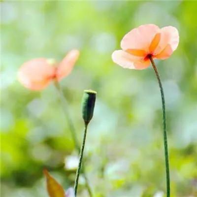 假如生命只剩最后一天,假如我的生命只剩三天作文