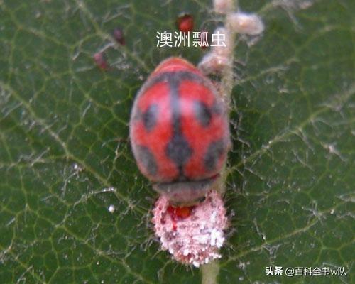 瓢虫是益虫还是害虫怎么区分,所有的瓢虫都是益虫正确吗