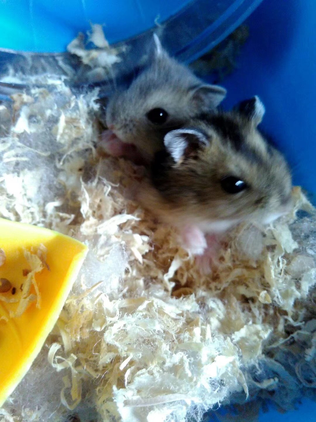 养仓鼠的注意事项和禁忌,养熊类仓鼠的注意事项