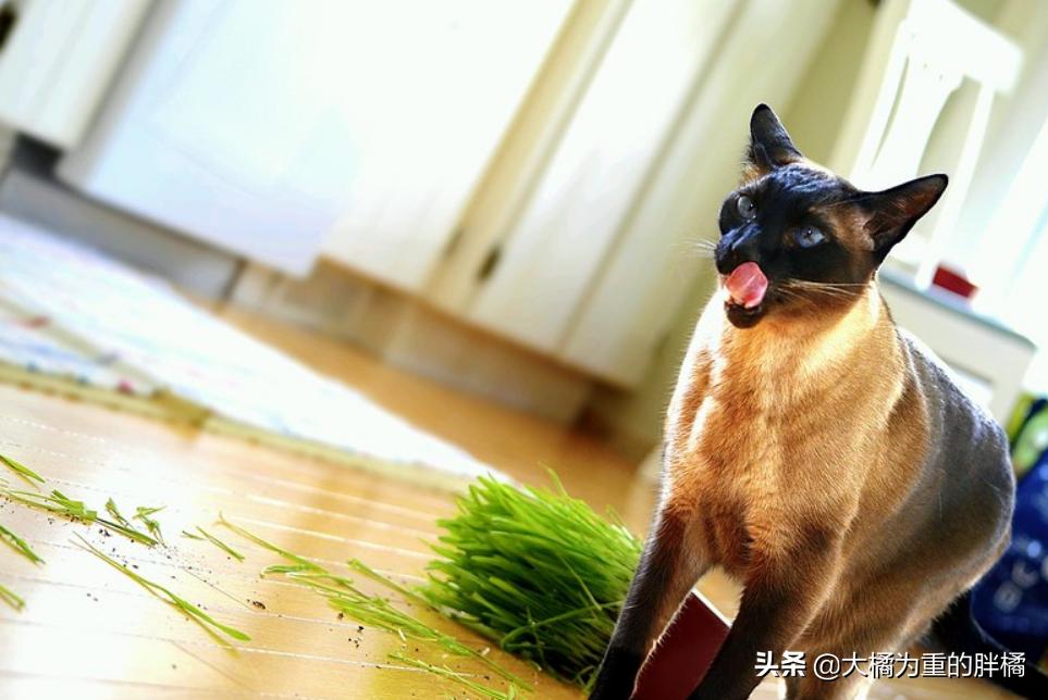 如何带着猫咪自驾游,带着小猫自驾游猫咪怎么上厕所