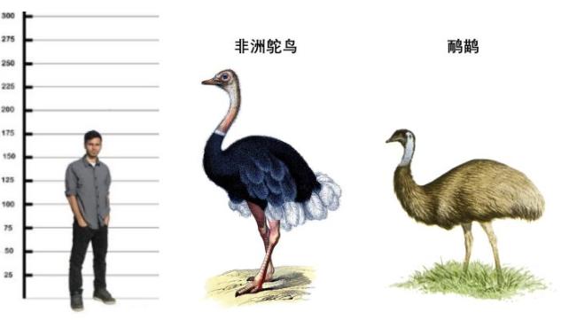 非洲鸵鸟与澳洲鸵鸟怎么区别,澳洲鸵鸟和非洲鸵鸟区别在哪里