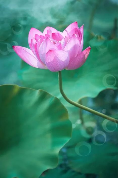 相逢在藕花深处的诗句,藕花深处等一场相逢