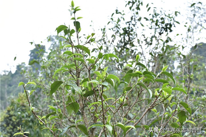 勐海普洱茶六大茶山,普洱茶新六大茶山有哪些