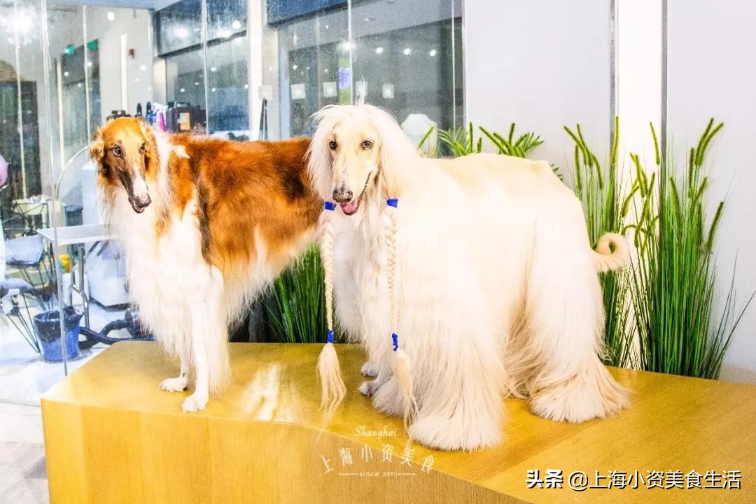 魔都哈士奇体验馆宠物咖啡,魔都哈士奇咖啡馆