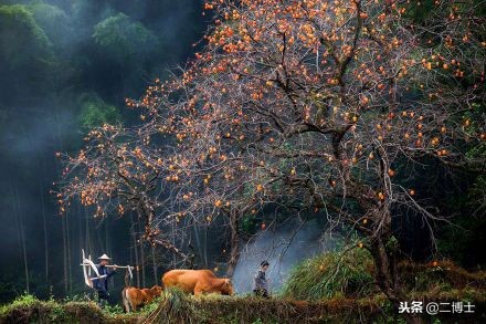 赠人玫瑰，手留余香，农民朋友送出柿子，得到的回报满满