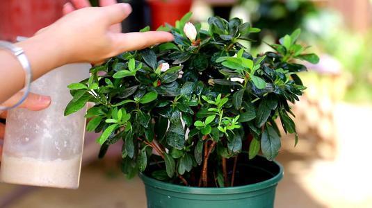 叶片亮度提高的方法,怎么让叶片油光发亮