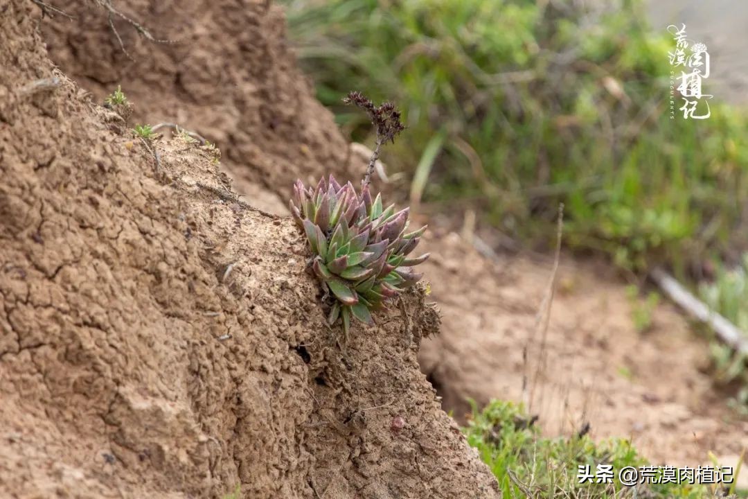 美国加州海岸仙女杯偷盗,美国加州仙女杯产业