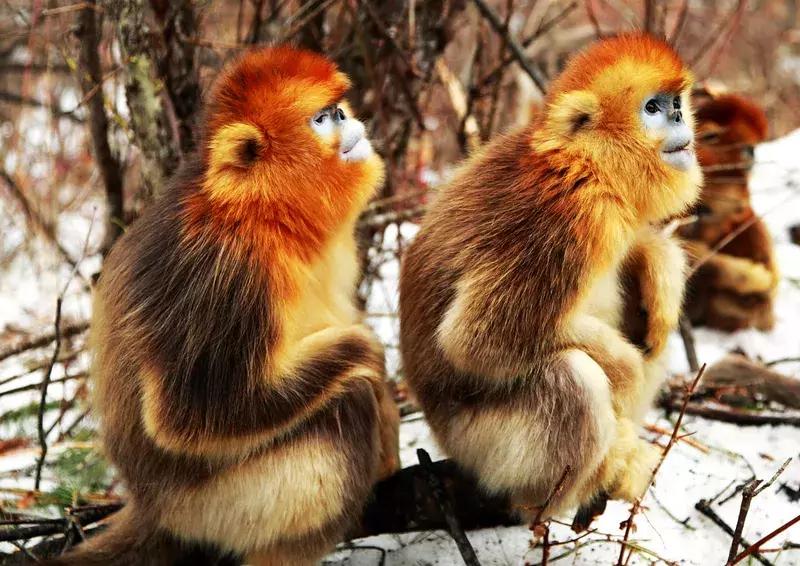 万亩杜鹃花开！邂逅野生水鹿，观云海住树屋，成都自驾3.5h就到！