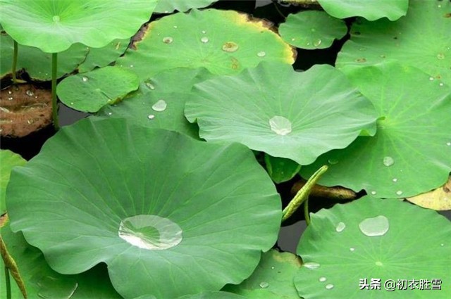 关于荷叶的三首古诗,关于荷叶荷花的古诗有哪些