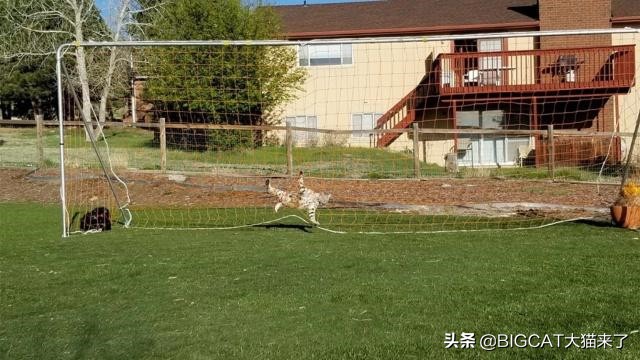 短尾猫头部被护栏卡住，被人从后面拉出后赶紧爬到树上：不谢啦