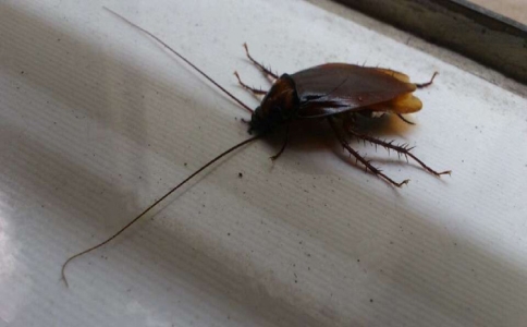 家庭最管用的自制灭蟑法,专业的灭蟑方法