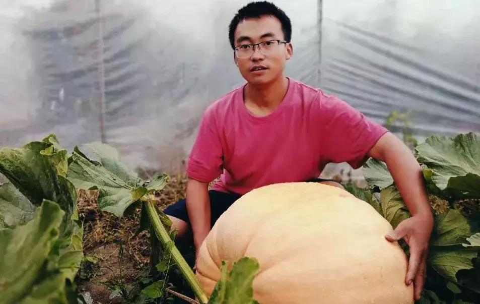 被“致富经”忽悠养殖野鸡，没想到失败以后反而成了番茄大王