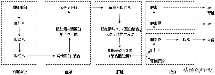 黄疸原因及诊疗,黄疸是什么原因引起的怎样治疗