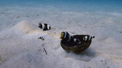 适合宝宝看的动物世界纪录片,十大儿童必看动物纪录片