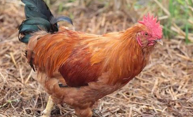 鸡眼睛流分泌物怎么治疗,鸡眼睛淌水用什么药