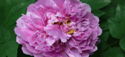 真正的中国十大名花,中国十大名花超漂亮