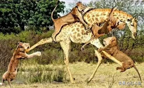 国足教练采访视频,国足教练解说足球