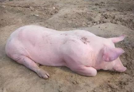 猪发烧好了其他猪还是咬它怎么办,猪反复发烧打针退烧不打针又发烧