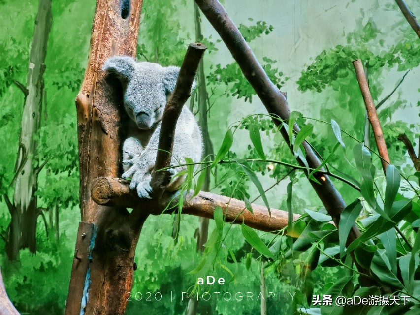 广州长隆野生动物园夜场,长隆嘉年华夜场17号有什么节目