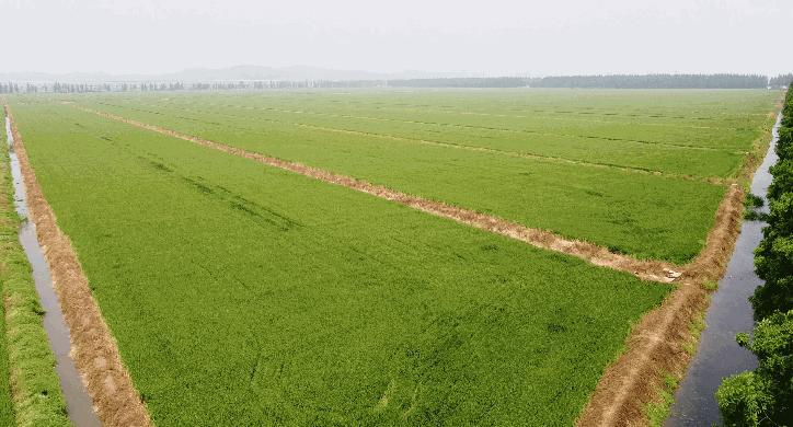 安徽寿县老城墙历史,安徽寿县千年古城