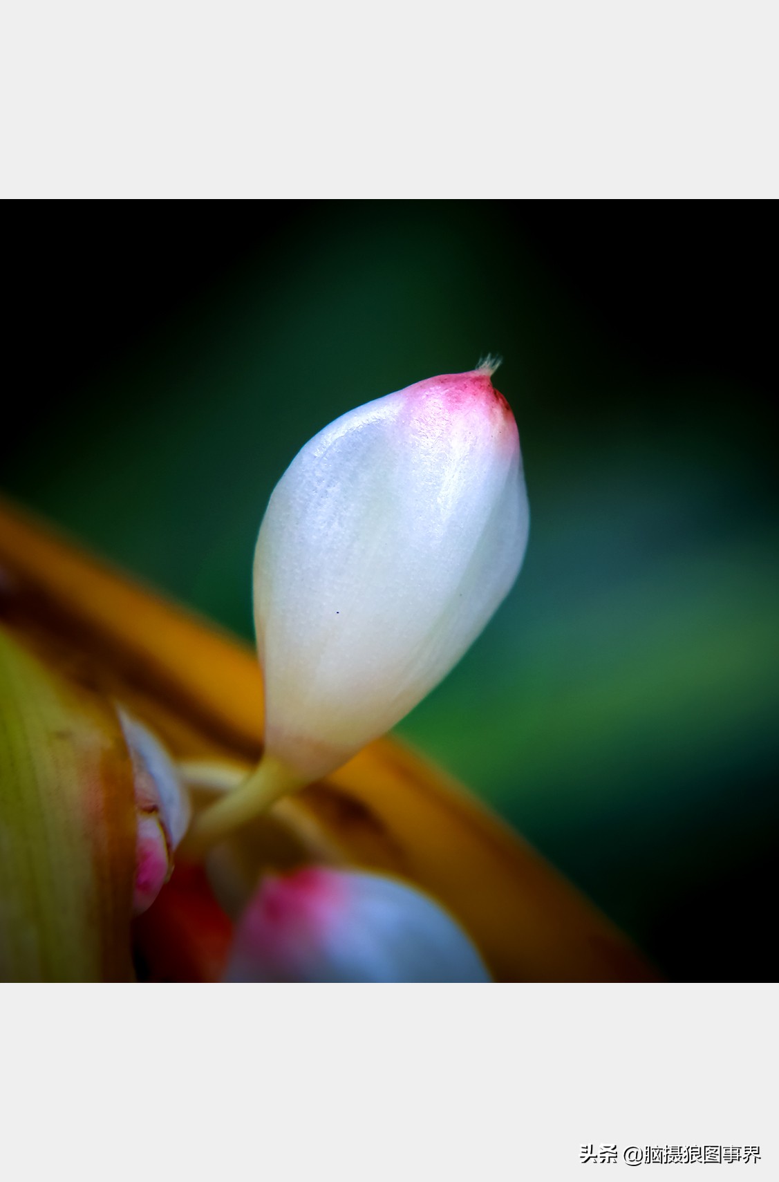 佳能rf24105f4和ef24105f4二代,佳能24105银圈镜头虚化效果