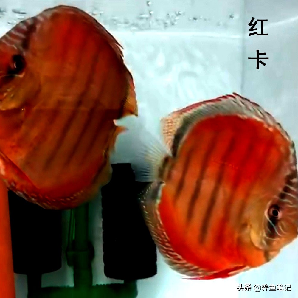 七彩神仙鱼发黑的治疗方法,七彩神仙鱼黑尾怎么治