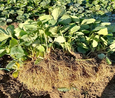 草莓苗怎么种植要不要盖膜,草莓苗怎么种最好