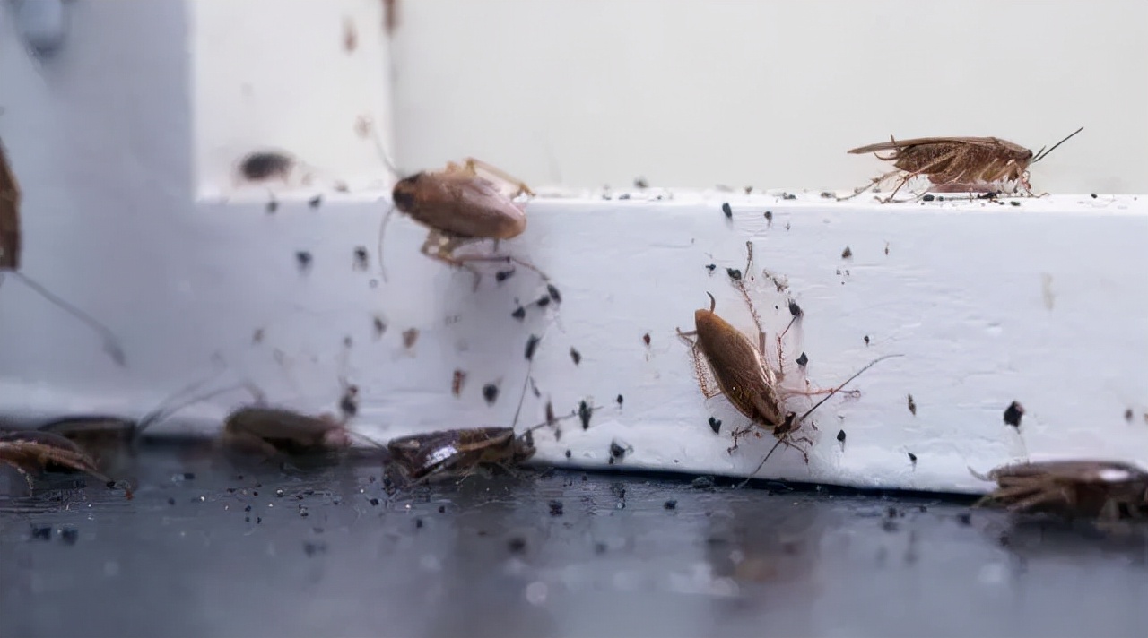 醉死在出租屋内租客要不要赔偿,醉了放弃了3000多块钱不还怎么办