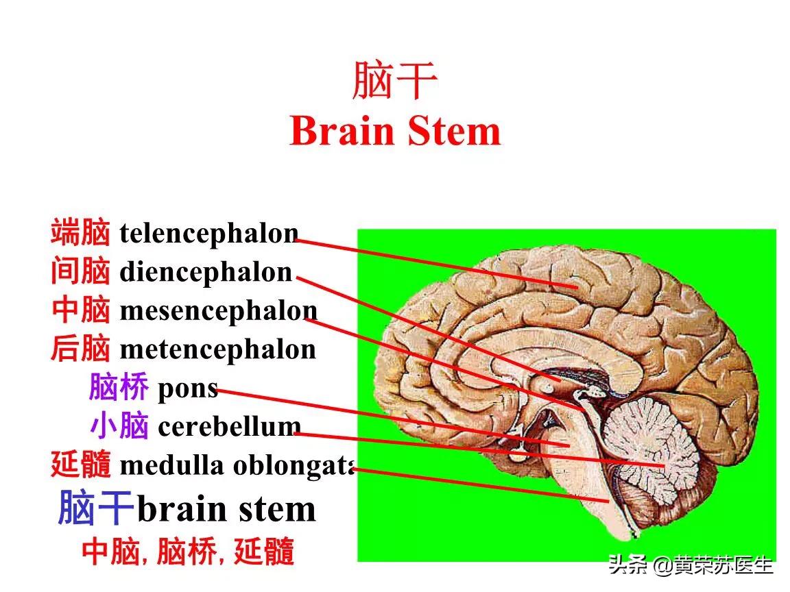 走进神秘的大脑世界：不同脑区损伤的临床表现（值得收藏）