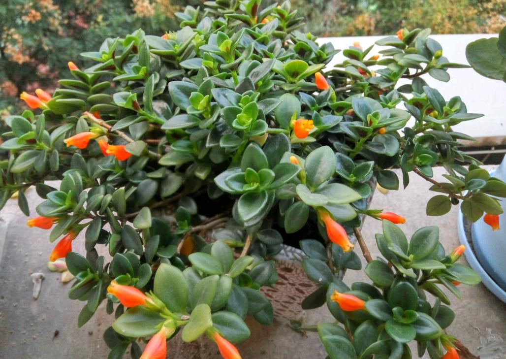 金鱼吊兰落叶什么原因,金鱼吊兰如何才能养得枝繁叶茂