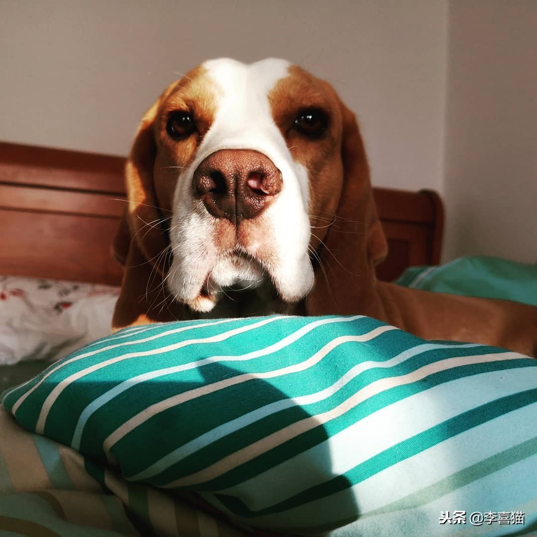 狗狗乱叫怎么教你一招解决,训练狗狗乱叫的解决方法