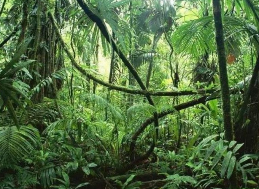 亚马逊丛林有哪些特点,亚马逊雨林有多恐怖颠覆你的三观