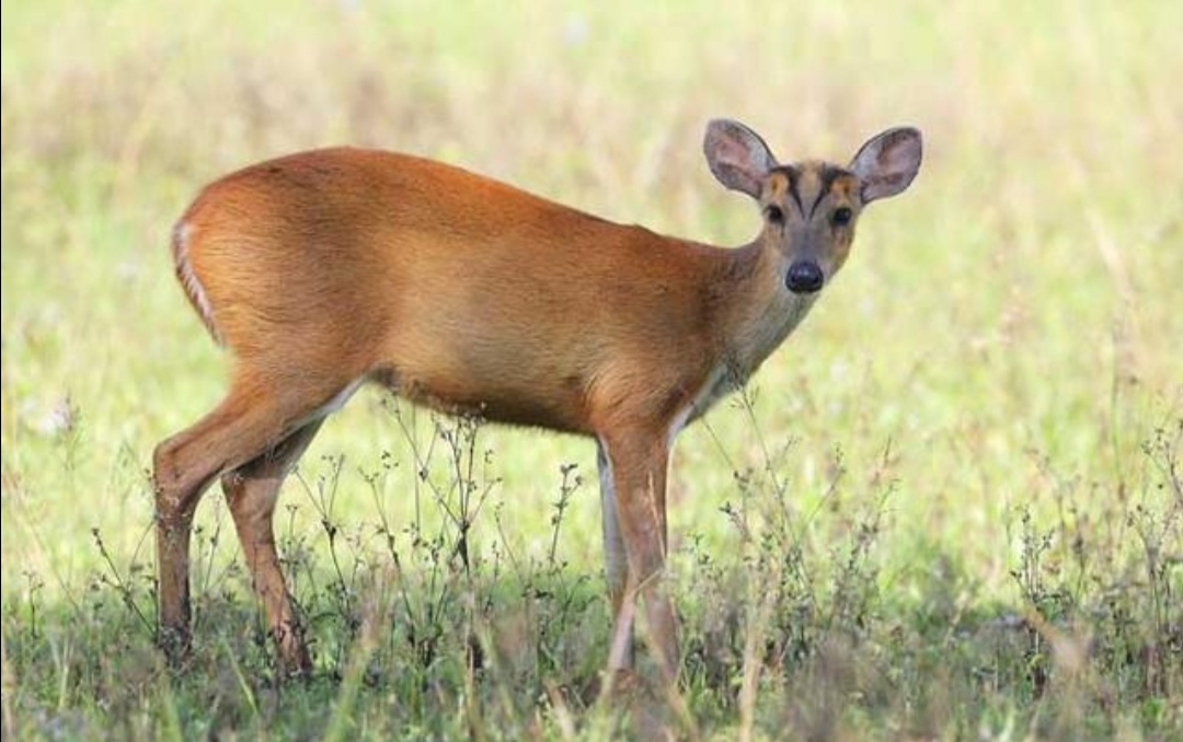 野生山麂子，小巧秀丽中透着灵动和机警，使人赏识和怜惜