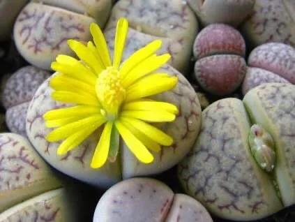 多肉生石花好看视频,多肉生石花开图