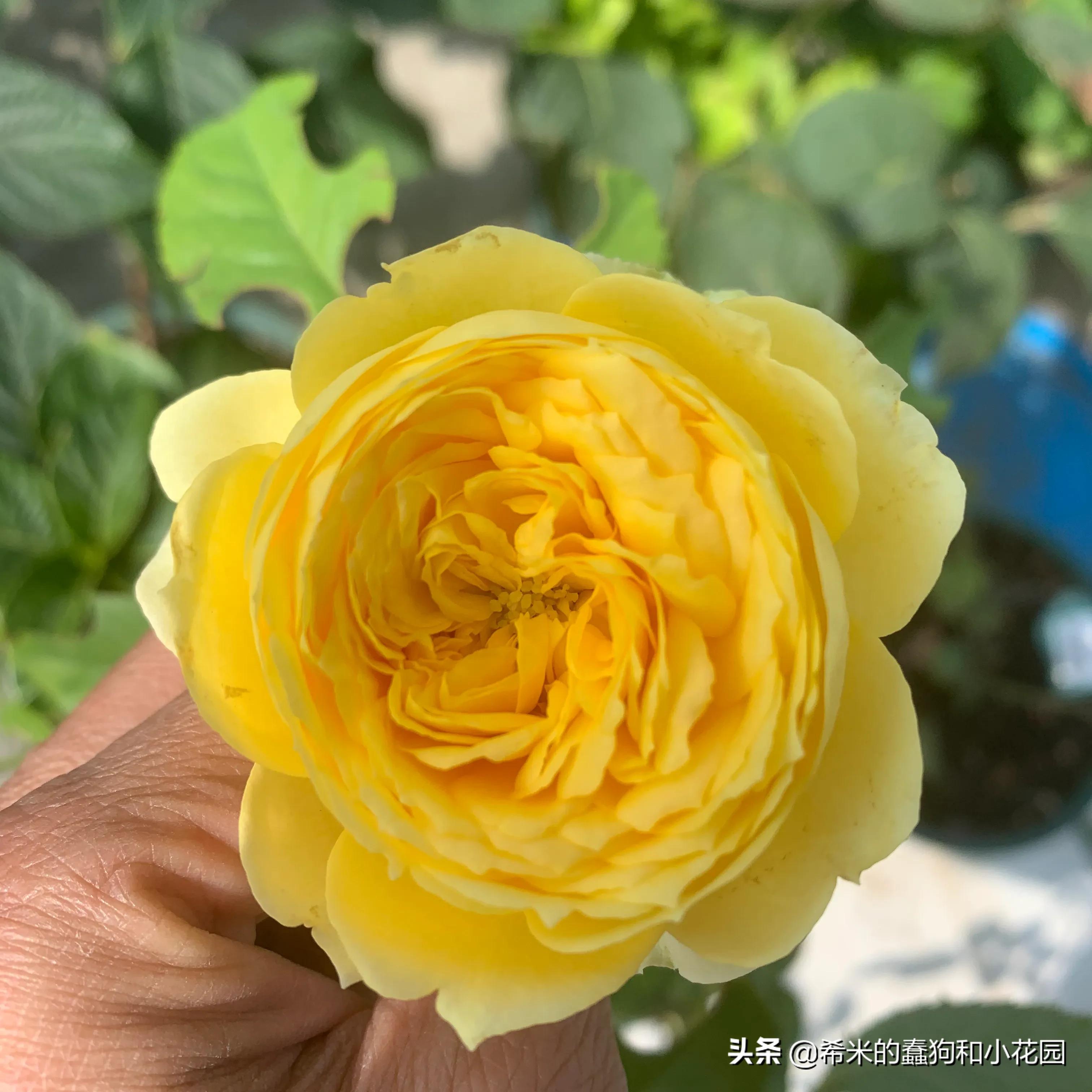 苦尽甘来栀子花,苦尽甘来推荐